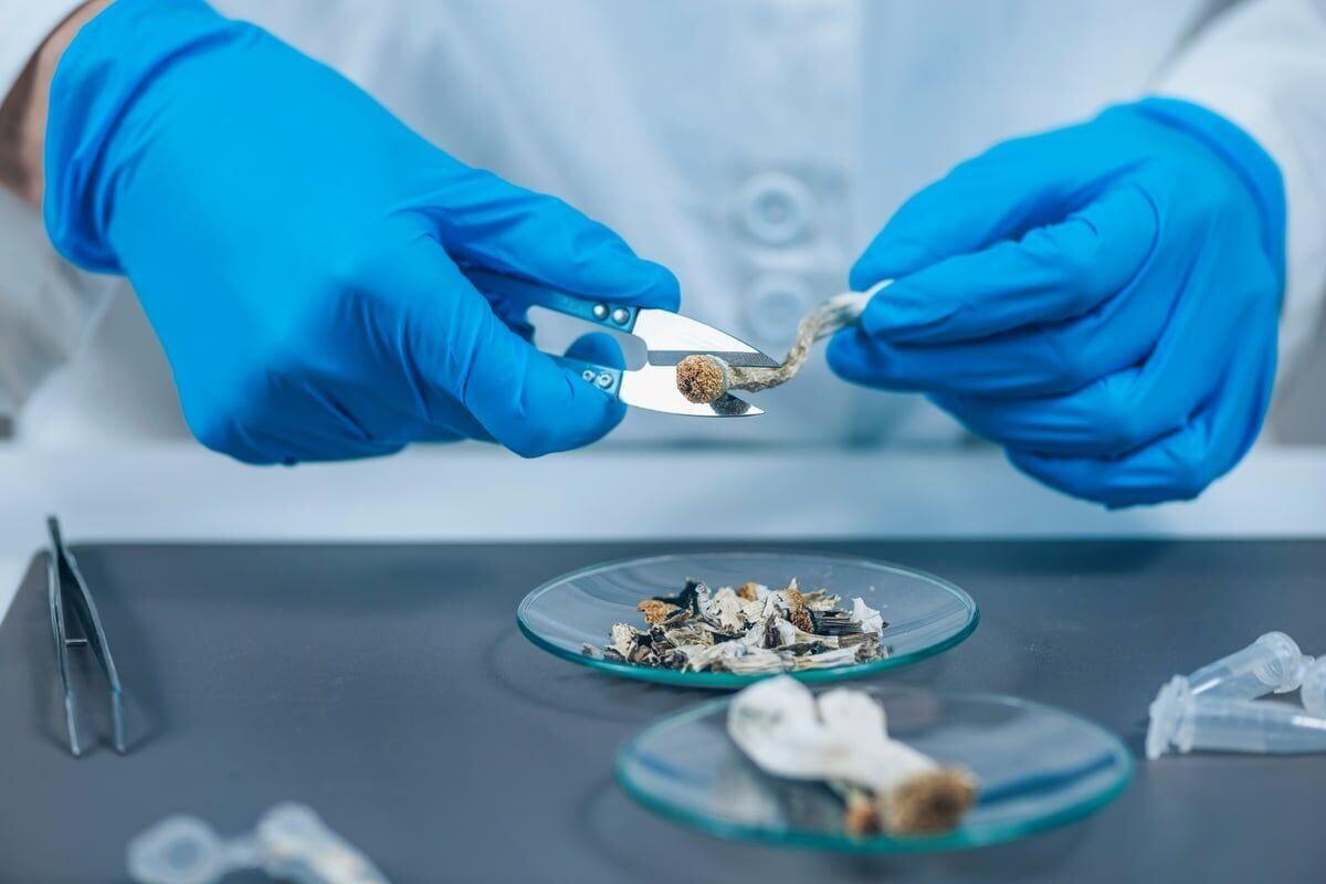 Magic Mushroom's Psilocybin Is America's Most Popular Hallucinogen