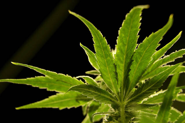 Jeannette company sued after rescinding job offer based on medical marijuana use