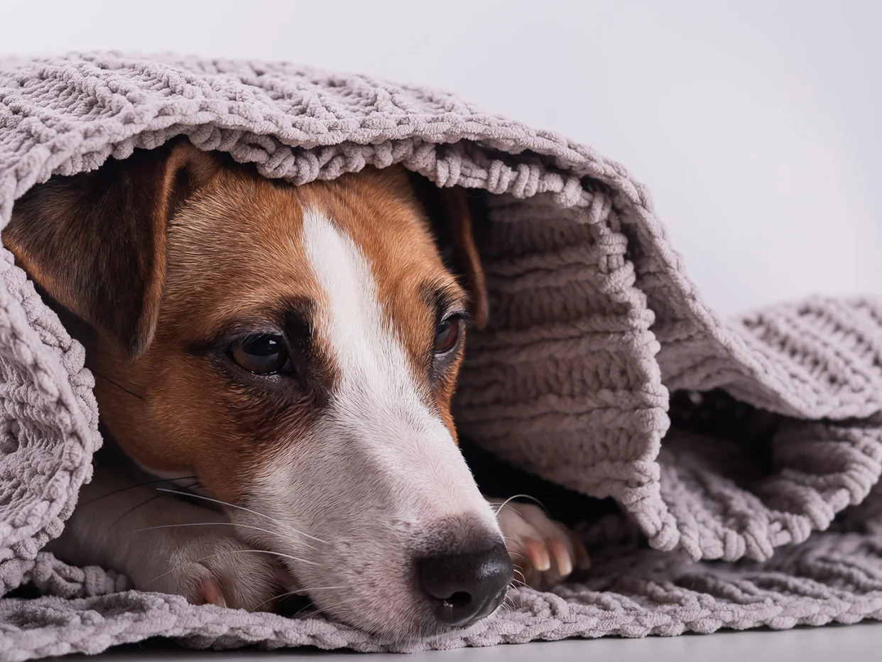 Vets Say These Are the Most Effective Calming Treats for Dogs During July 4th Fireworks