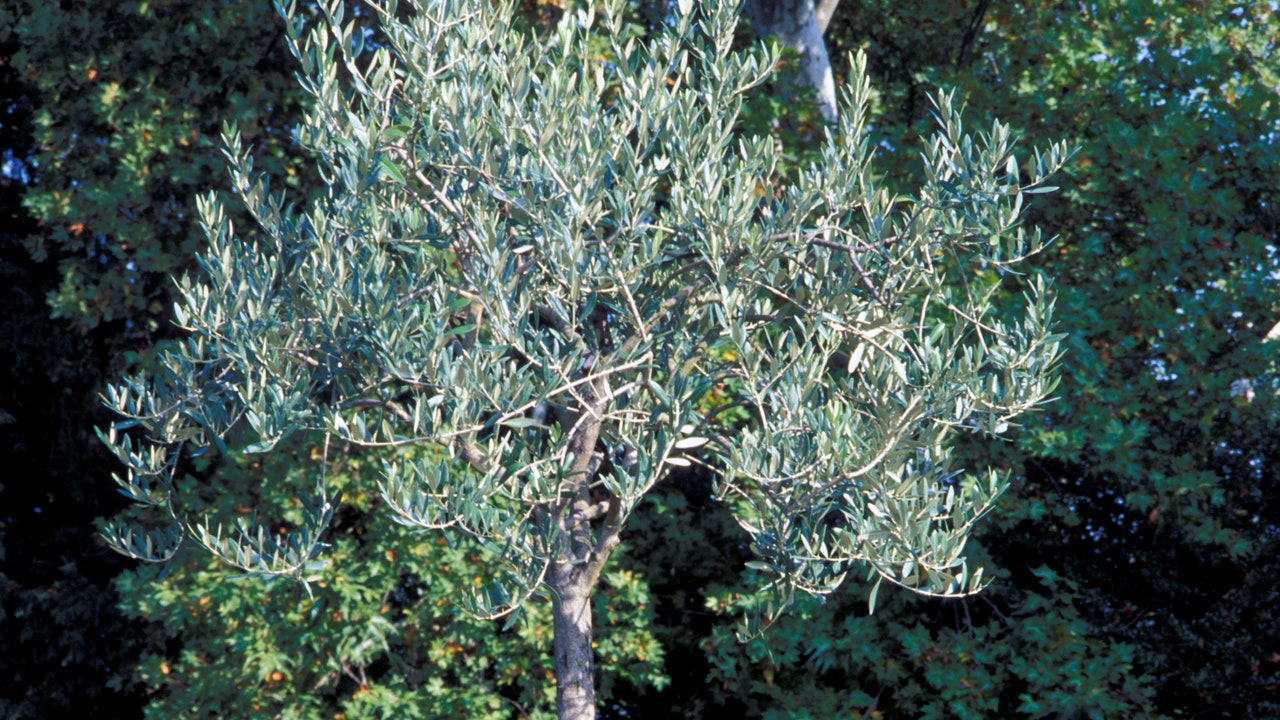 Is drinking olive oil good for you? A nutritionist weighs in