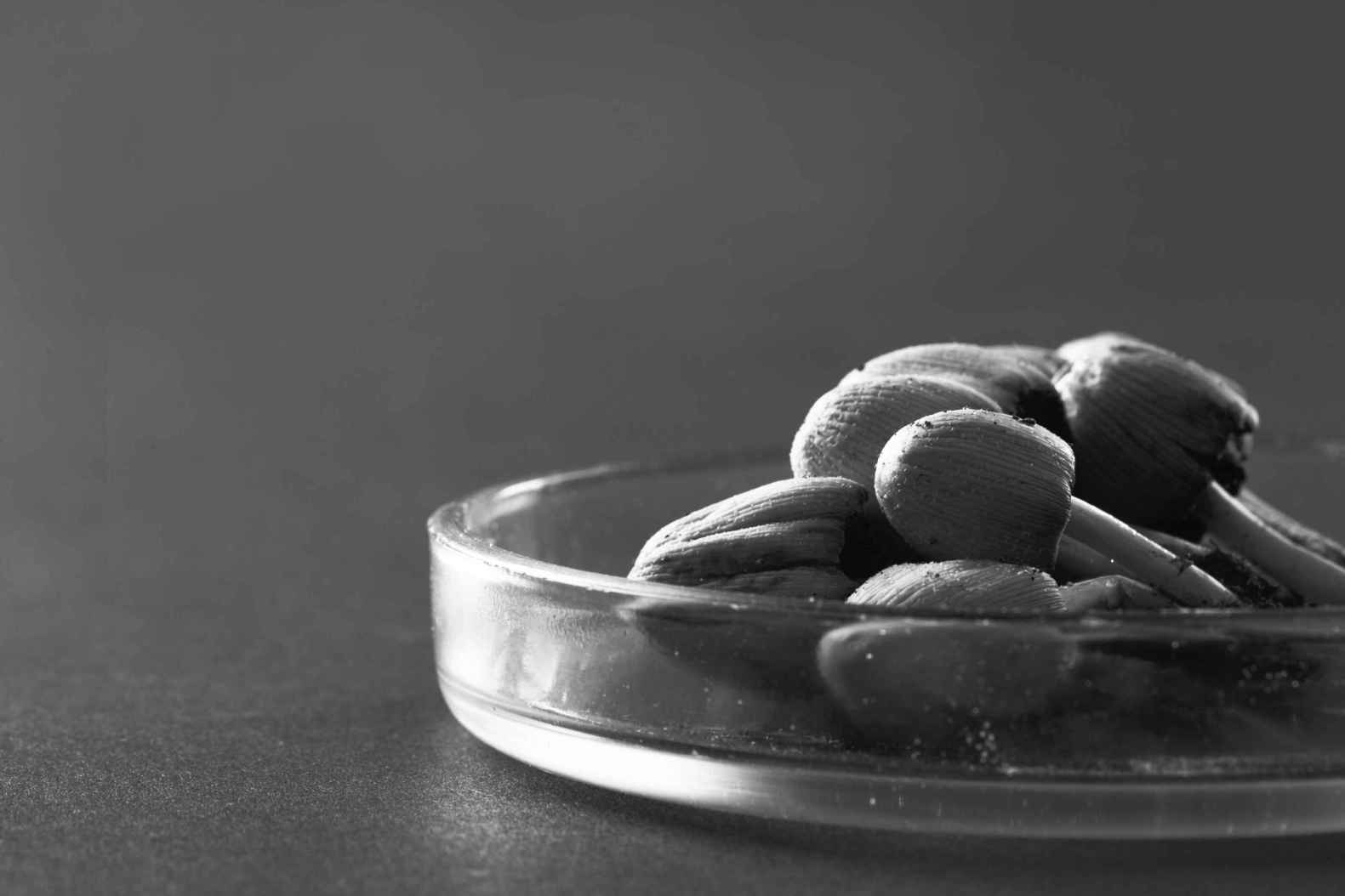 Preparing for Growth in Psilocybin Mushroom Therapeutics