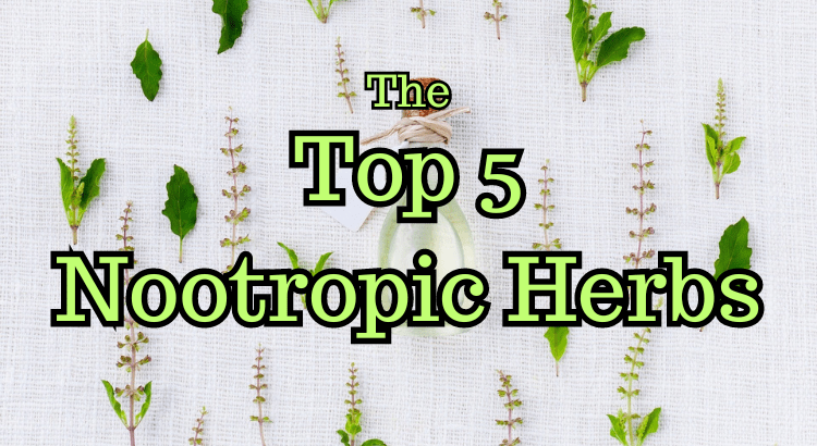 The Top 5 Nootropic Herbs