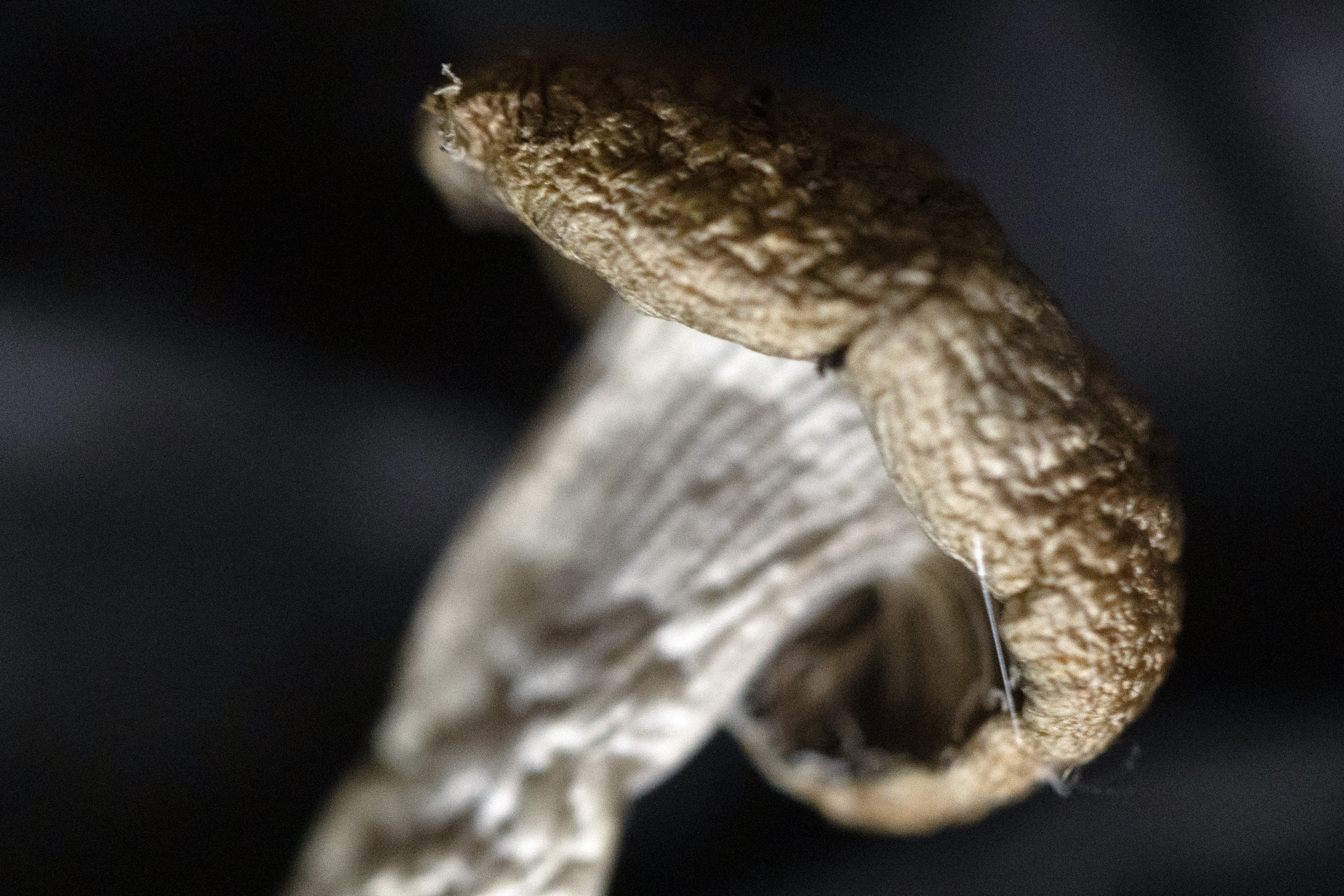 Oregon’s psilocybin industry, a year old, seeks customers
