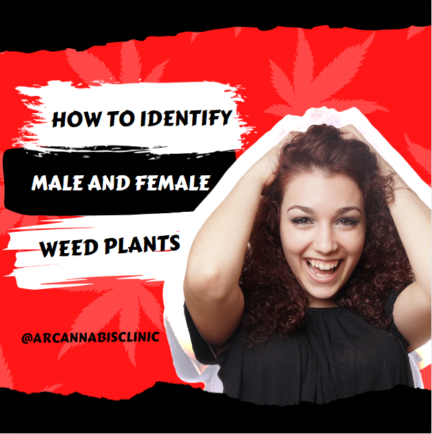 How To Identify Male And Female Weed Plants