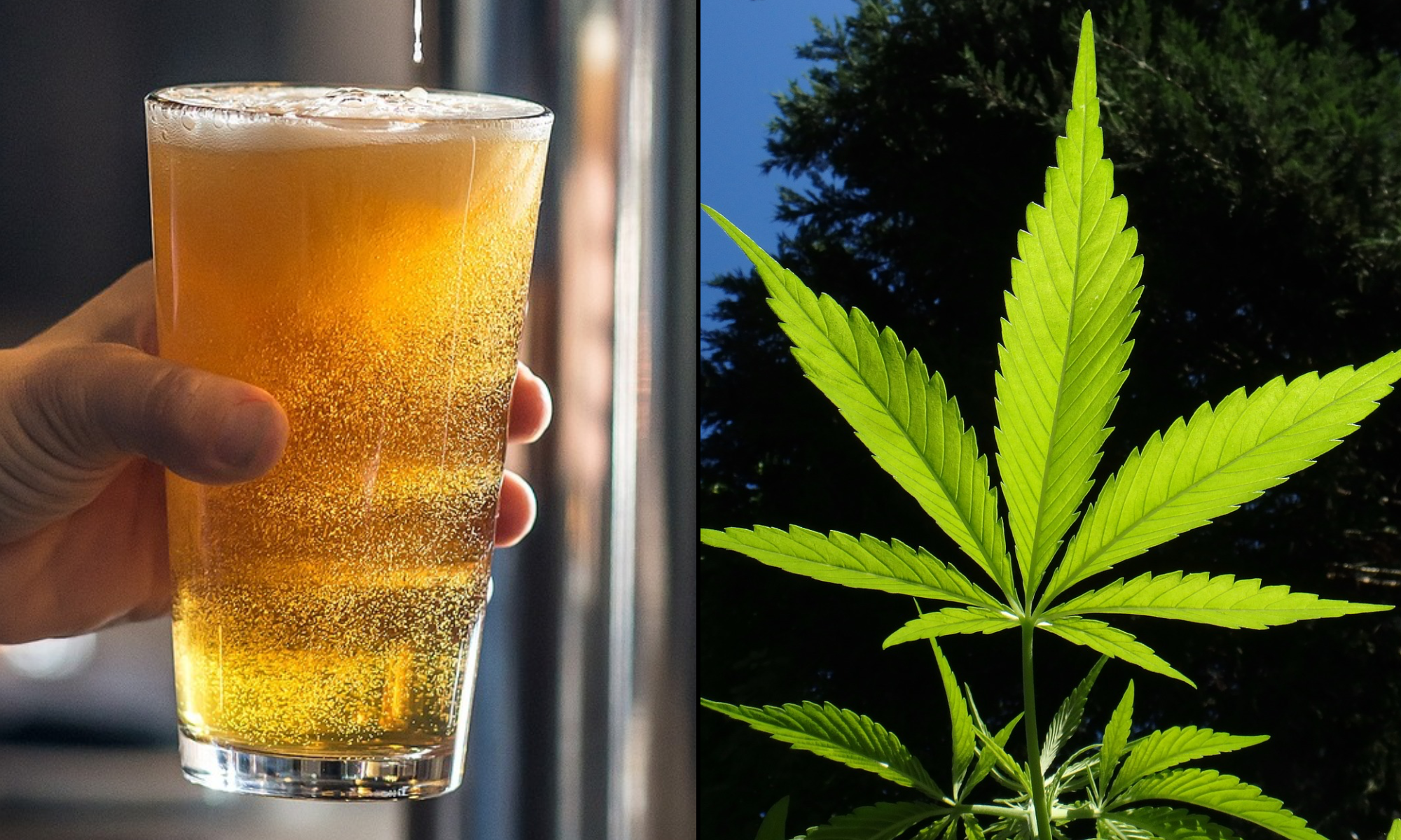 More Americans Smoke Marijuana Every Day Than Drink Alcohol On A Daily Basis, Poll Shows