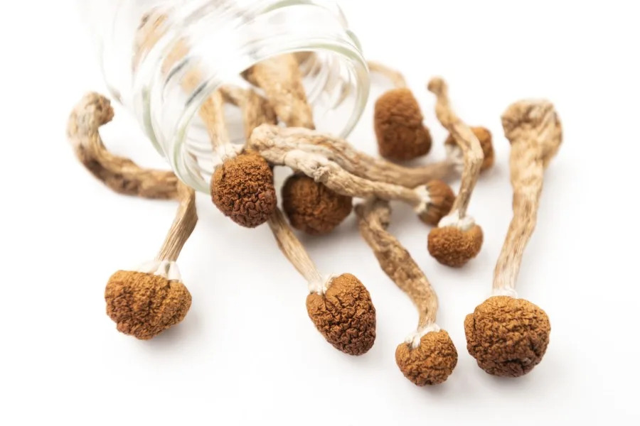 Colorado holds final hearing on psychedelic mushroom rules