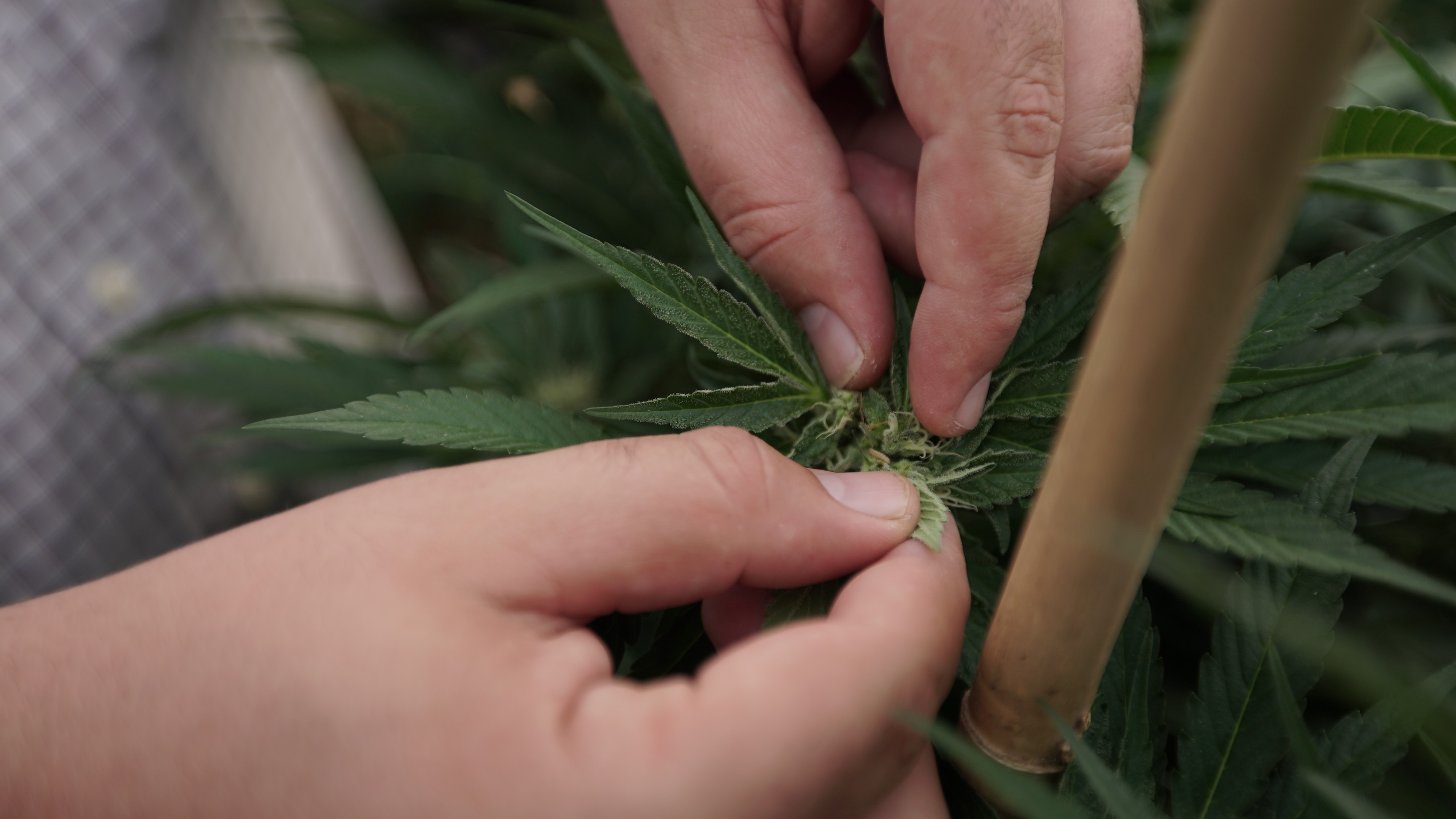 Marijuana Helps People Reduce Opioid Use And Manage Withdrawal Symptoms, New Federally Funded Study Finds