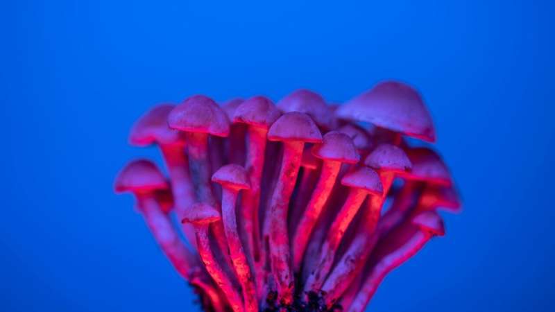 Magic mushrooms are the most-used psychedelic drug