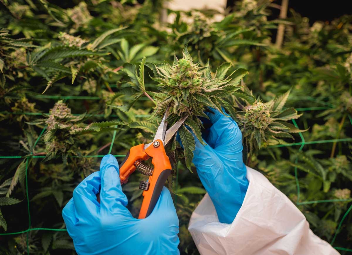 FDA deprives Michigan veterans of research on medical cannabis