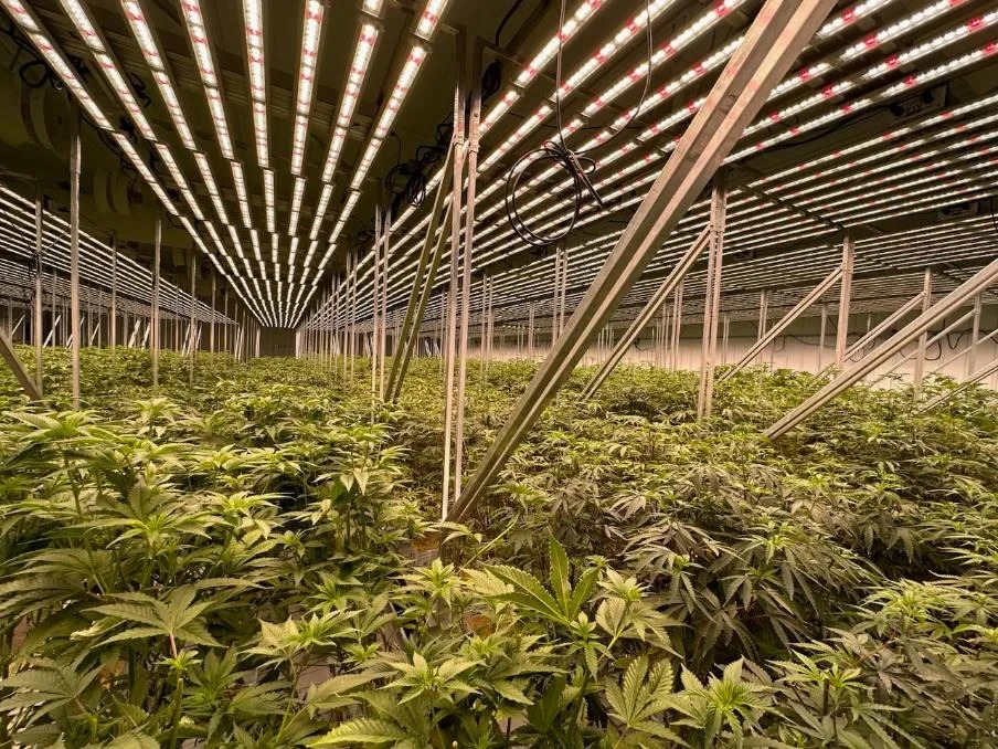 ‘Diet weed’ cuts into medical marijuana sales, cannabis growers tell committee