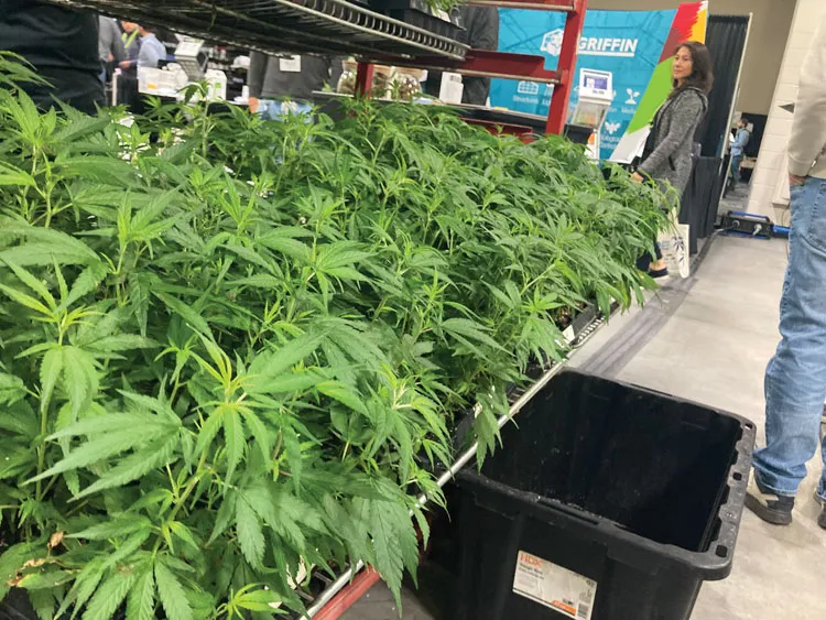 CSU to host Cannabis Research Conference