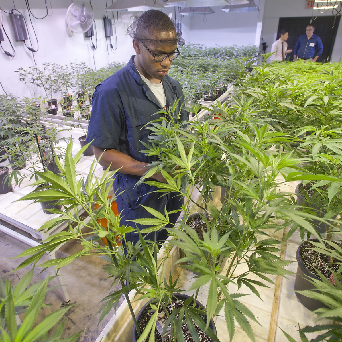Your View: When it comes to medical marijuana, buyer beware
