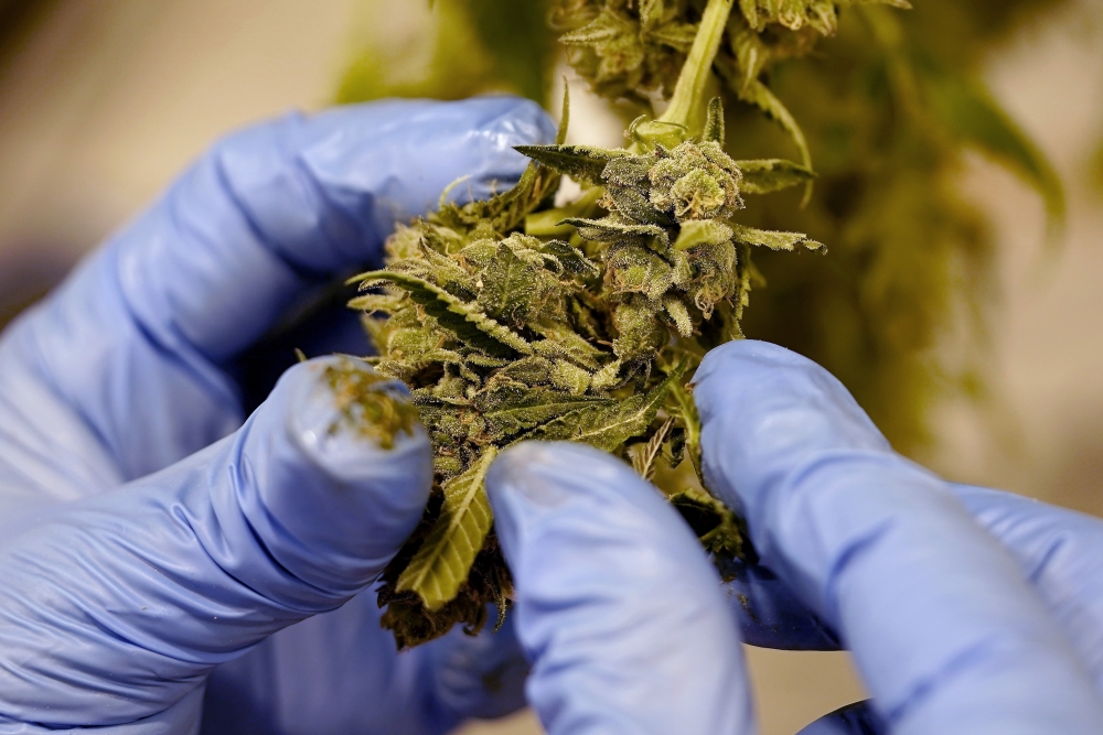 University of New England to offer online cannabis education classes