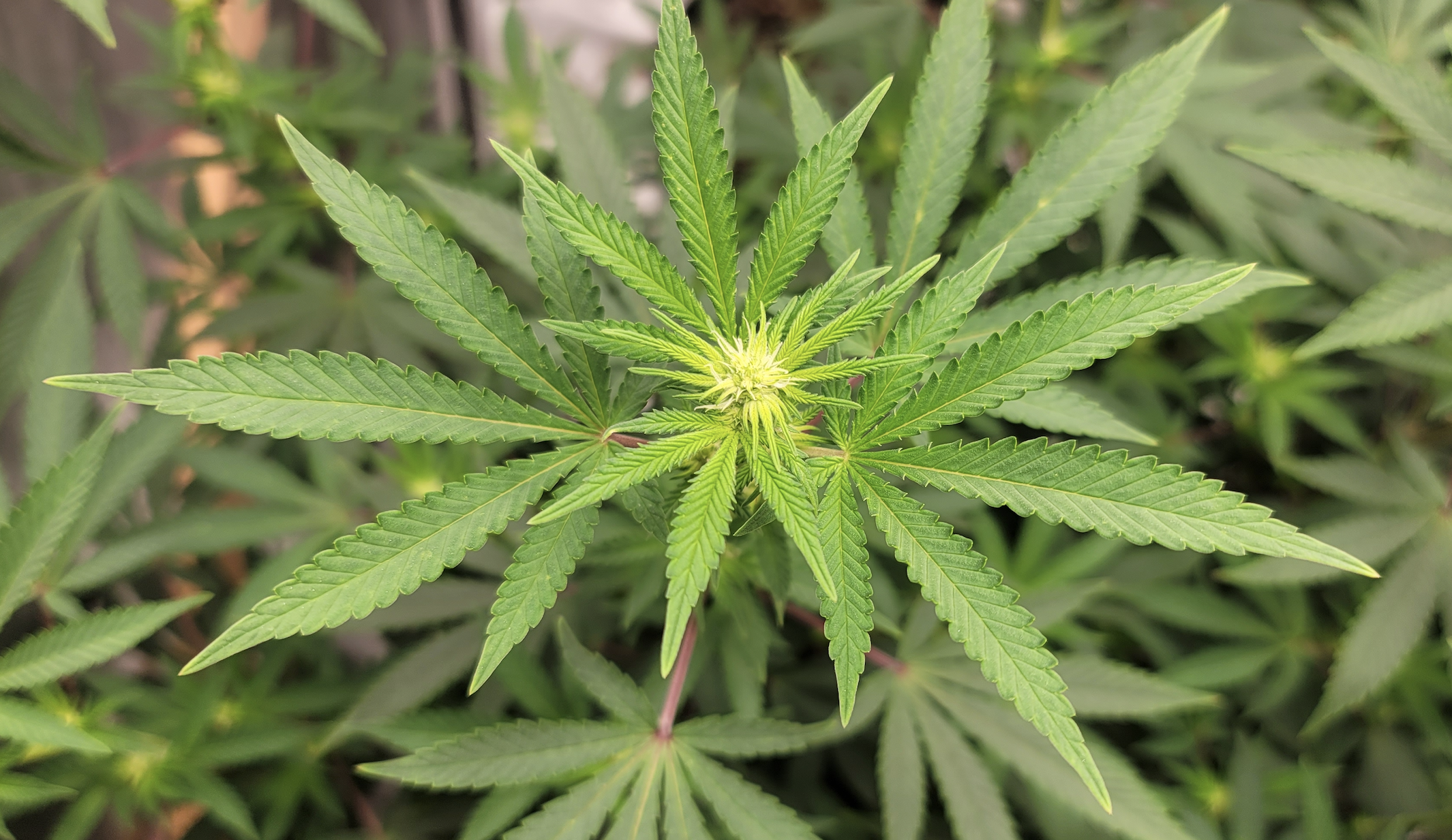 Lesser-Known Cannabis Component CBG Linked To Improved Memory And Reduced Anxiety, First-Ever Human Trial Finds