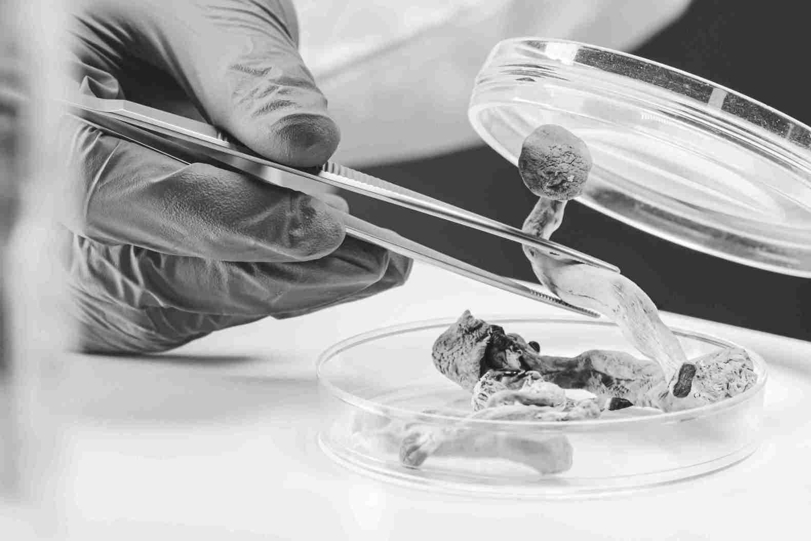 The Rise of 1960s Counterculture and Derailment of Psychedelic Research