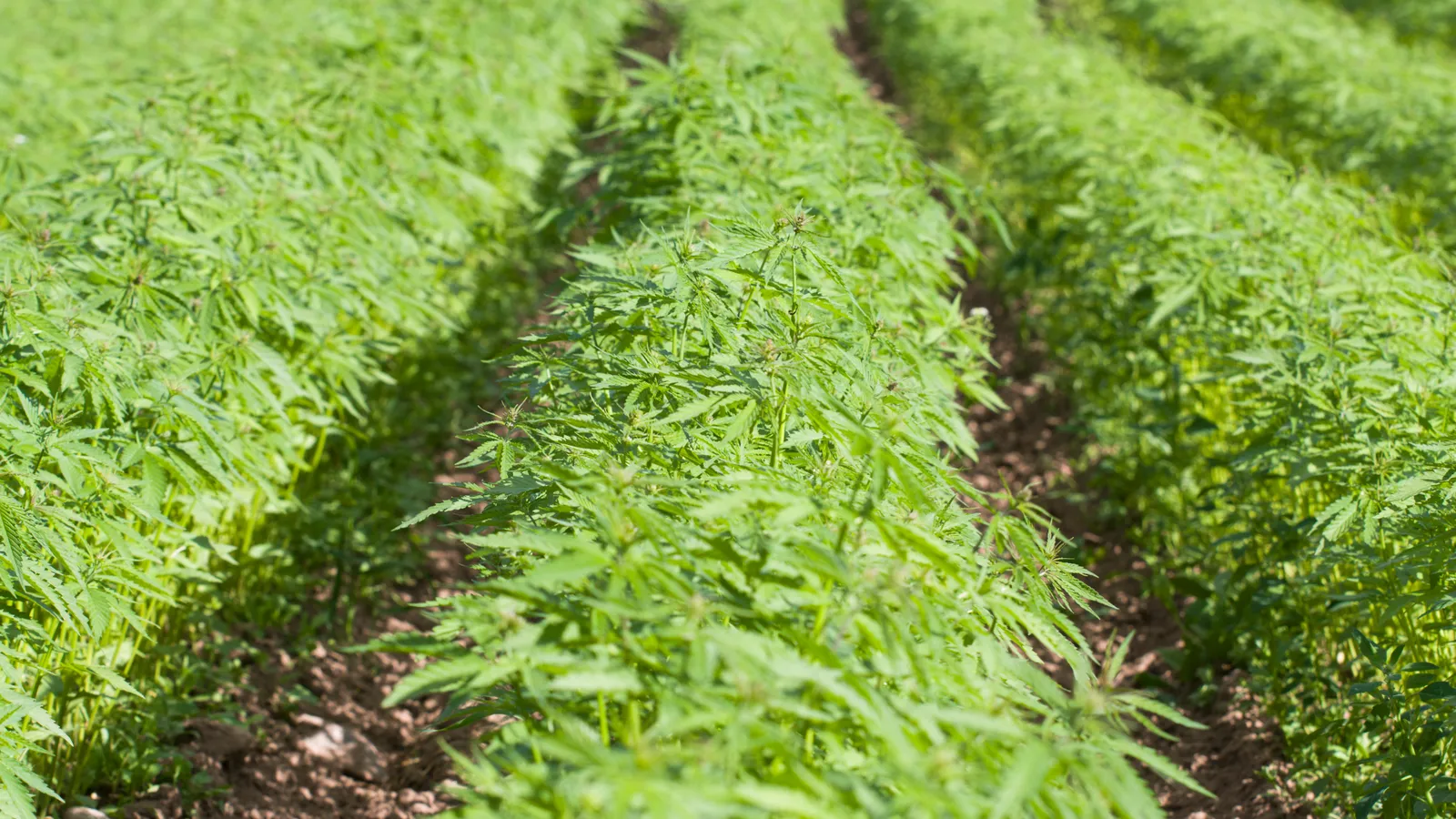 Ingredients in Focus: Hemp Protein