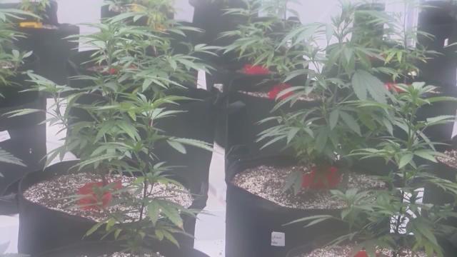 Denver report finds marijuana legalization did not impact crime