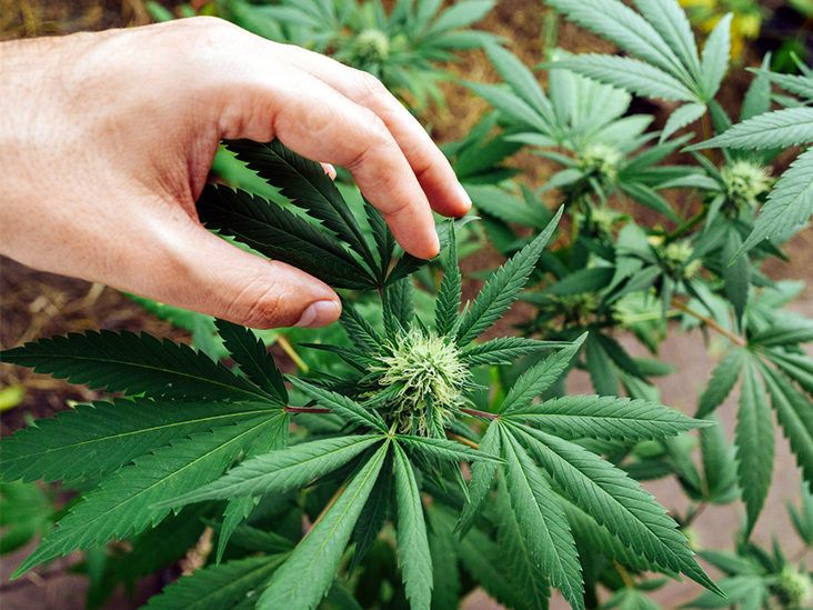 11 High CBD Cannabis Strains to Ease Anxiety