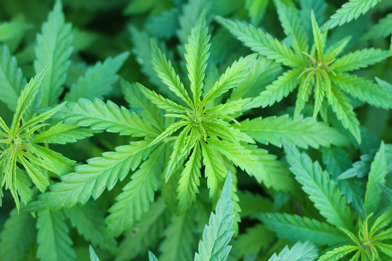 Marijuana Use Linked to Lower Obesity Populace: New Study Findings