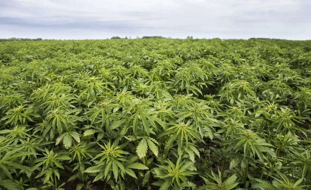 Delta-8 THC Regulations Could Stifle Hemp, Cannabis Markets, Warns Industry Expert