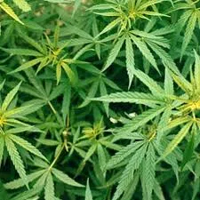 ‘Illegal cannabis’ cuts into medical marijuana sales, growers tell committee