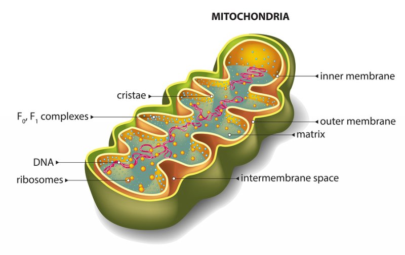 Hack Your Mitochondria with Nootropics