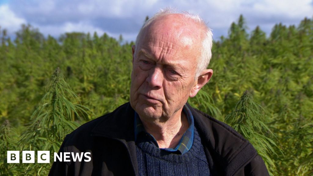 Why do hemp farmers have to hide their crops?