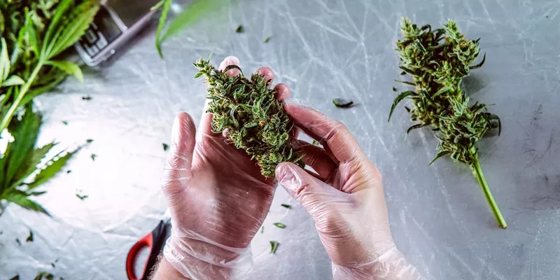 CBD vs CBG and the Purportedly Magical CBD/CBG Combo