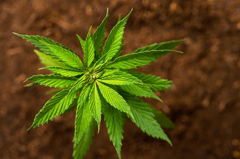 Q&A on THC in Texas: What you need to know about the controversy