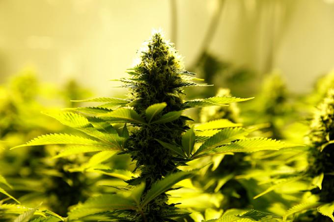 Evaluating medical marijuana use during pregnancy