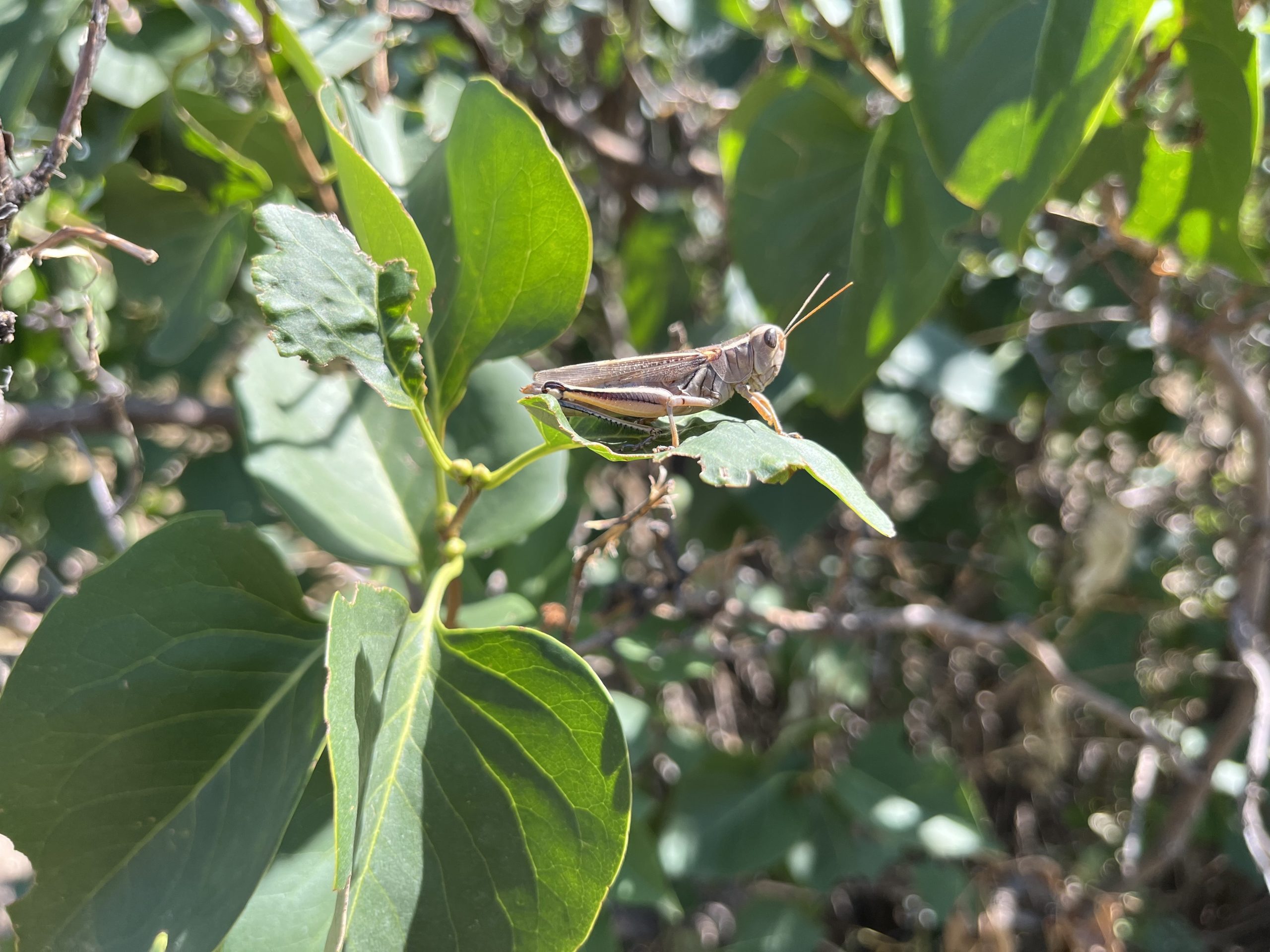 What’s with all these dang grasshoppers?
