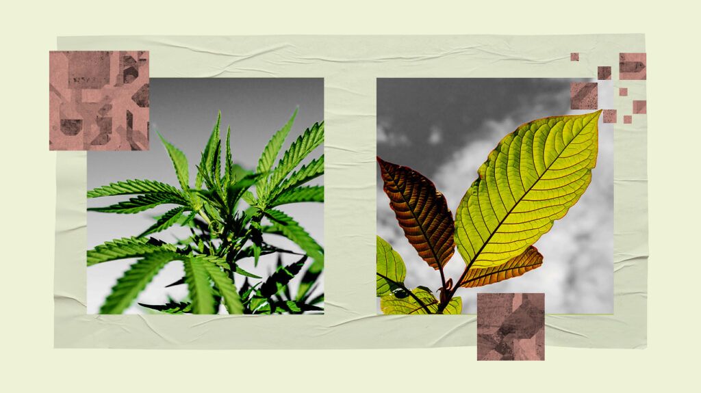 Kratom vs. CBD: What to know