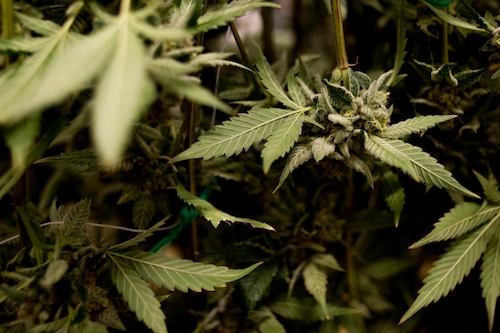 After cannabis linked to higher stroke risk, Michigan doctor calls for more research