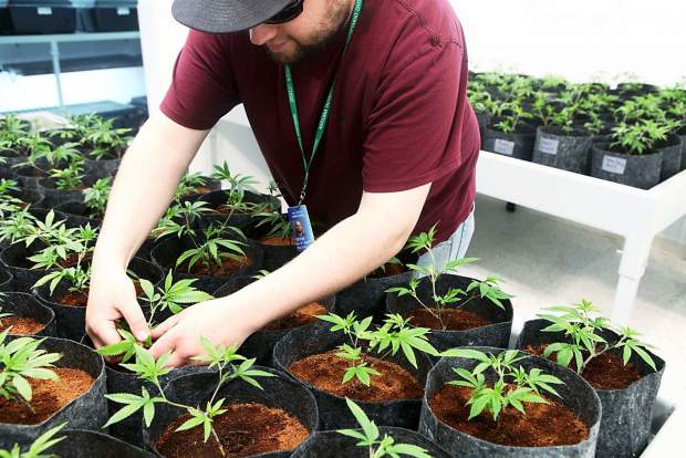 Colorado among states with the biggest decline in marijuana tax revenue as more states legalize