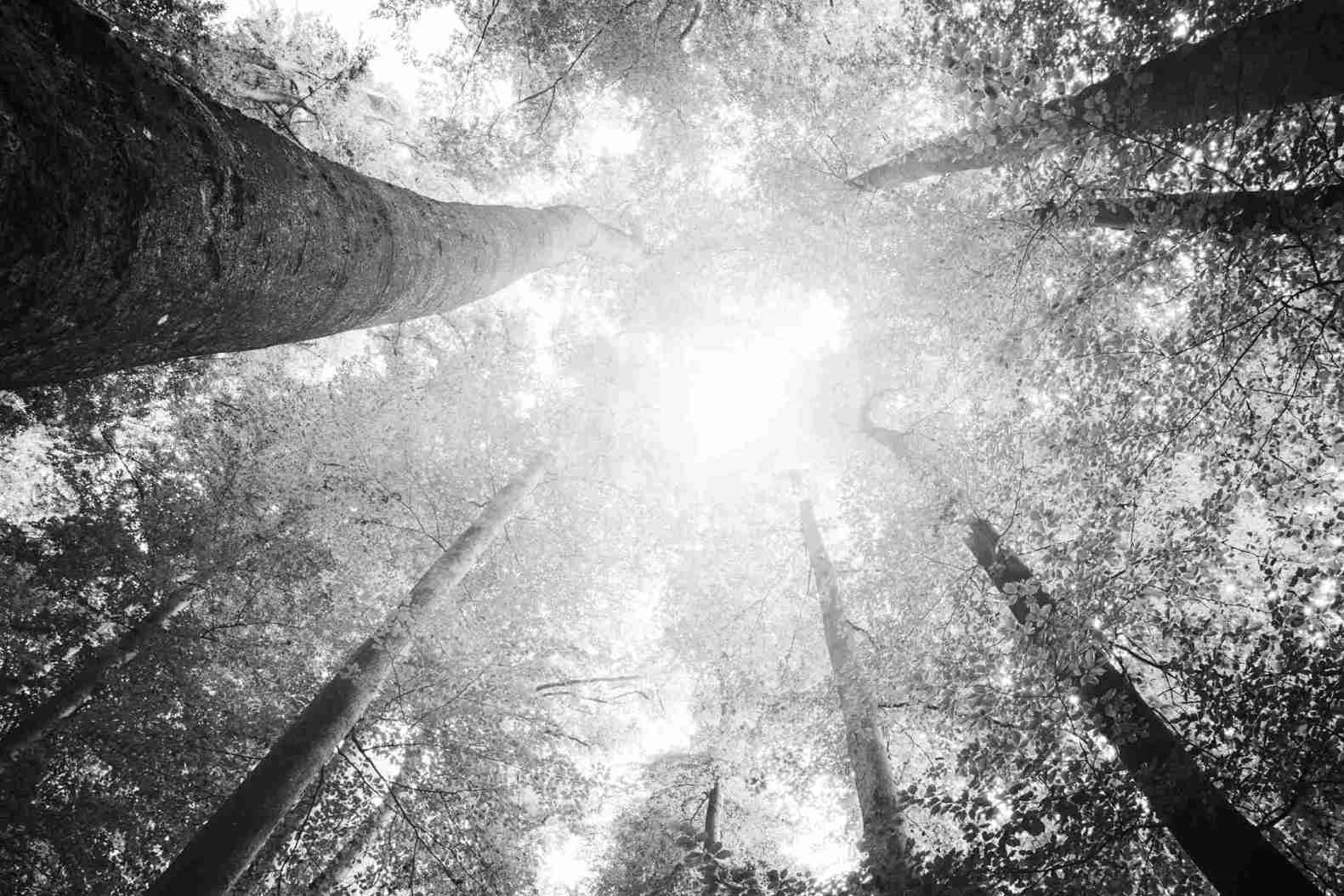 The Happy Therapist Experience: Psychedelic Retreats for Inner Transformations