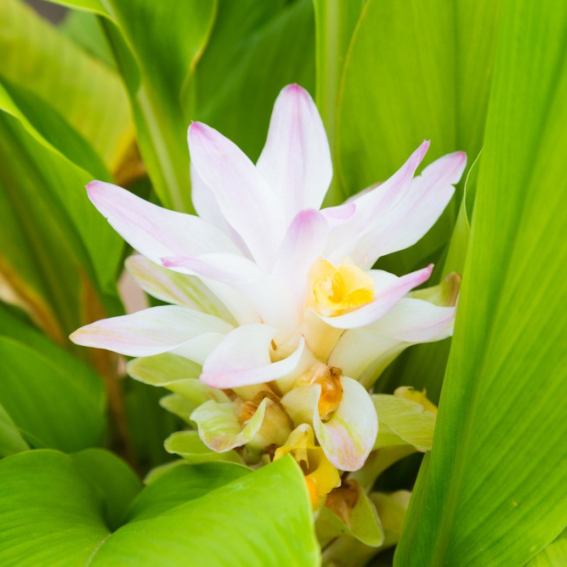 Turmeric