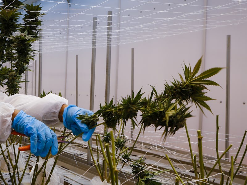 Pot Laws Are About To Change in 26 States — Here's What To Expect