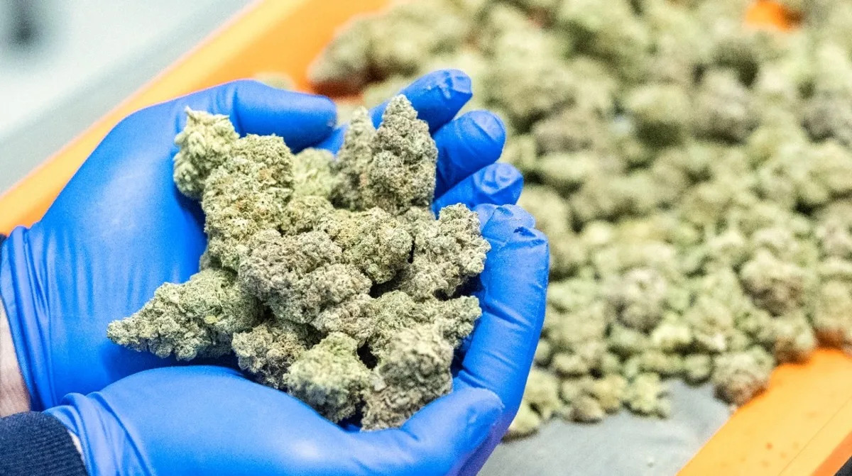 Marijuana Users Less Likely to Experience Severe Covid Infections, Study Confirms