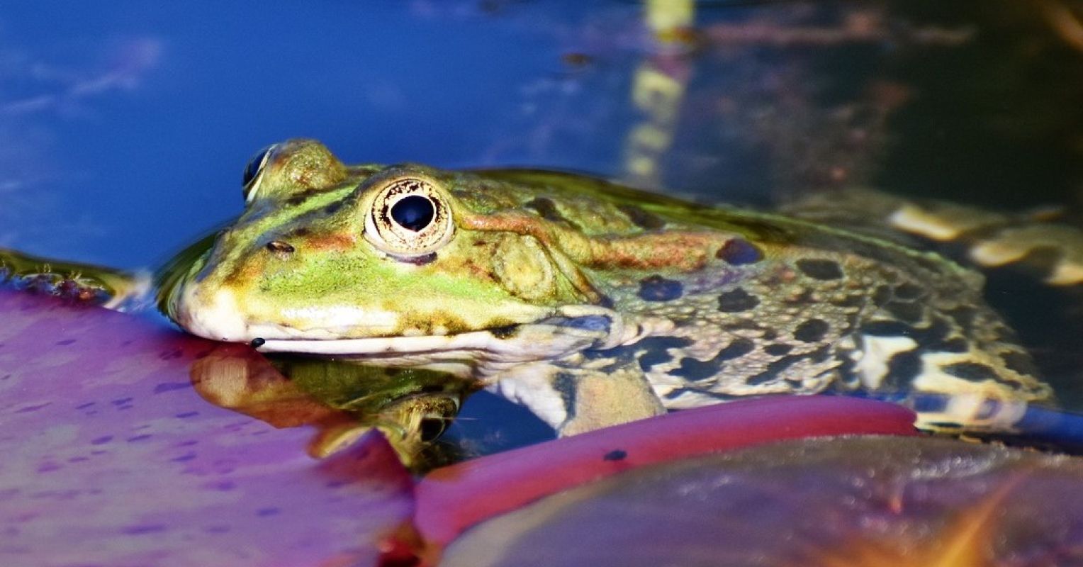 Skin of the Toad: The Next Treatment for Depression?