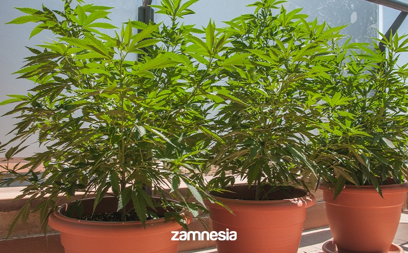Beginner's Guide to Growing Cannabis in Colorado: Everything You Need to Know