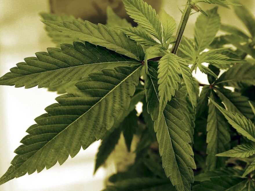 5 things to know from this week’s big report on cannabis