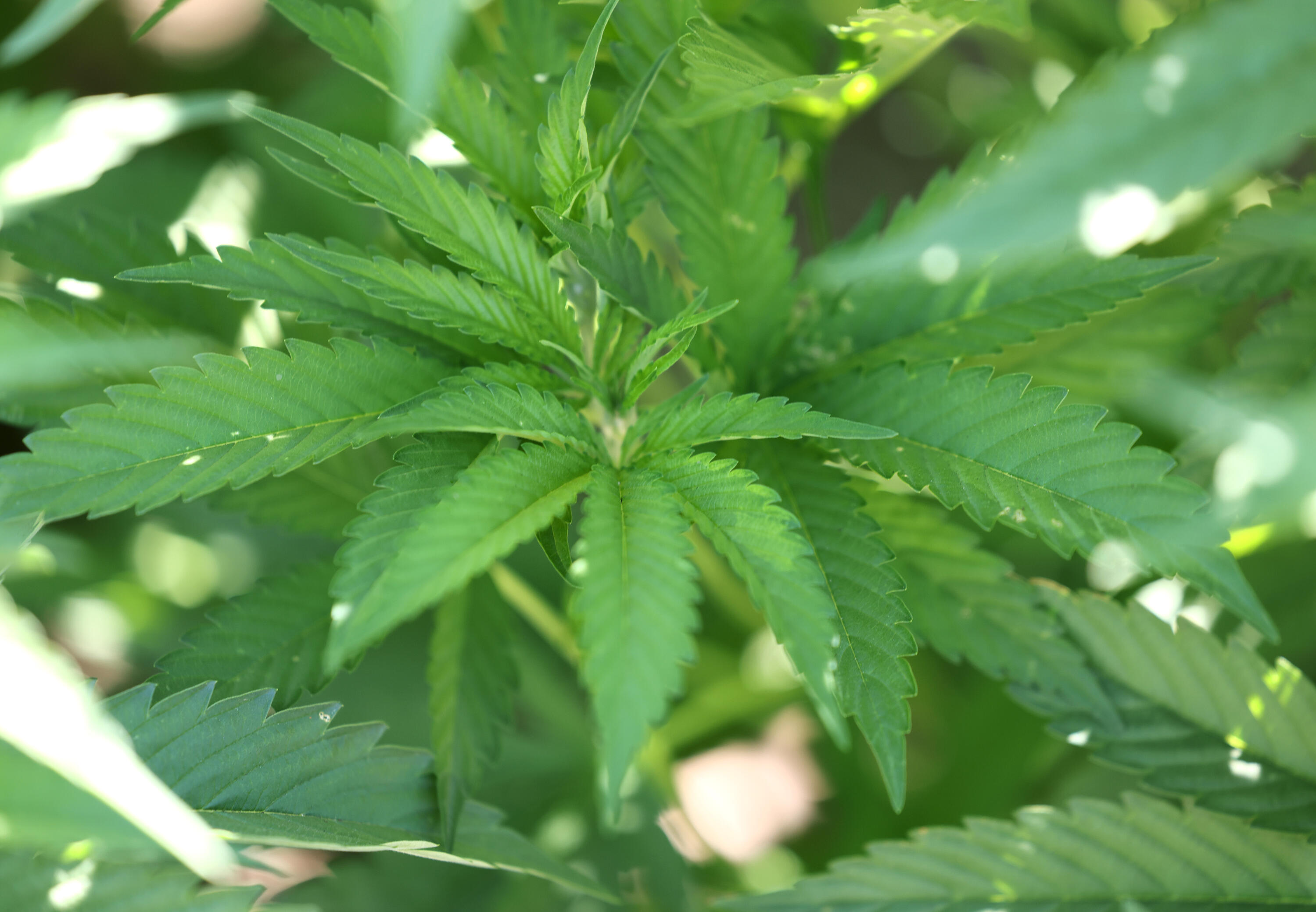 Cannabis tax revenues plummet