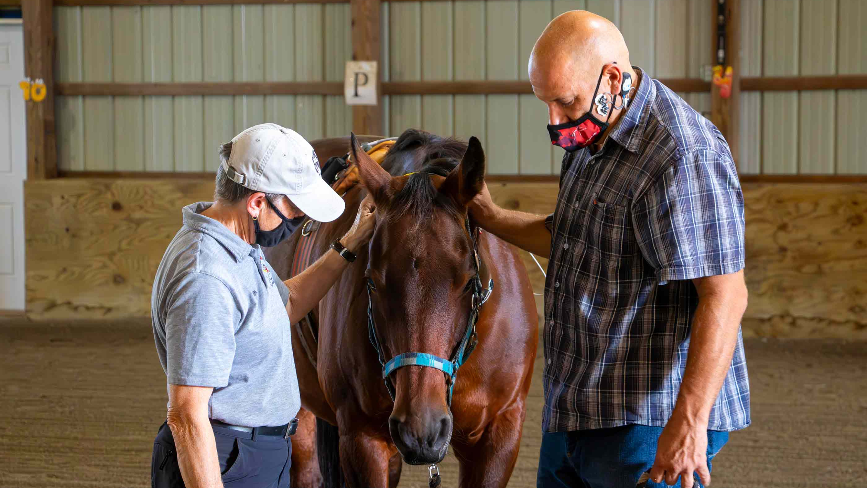 Horse-Caring Helps Veterans With PTSD