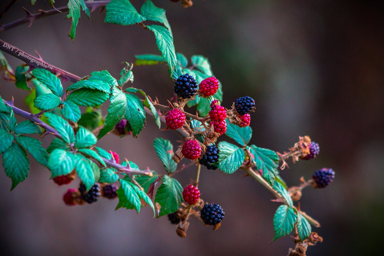 Eat More Flavonoid-Rich Foods to Reduce the Risk of Dementia, Cancer, and Heart Disease