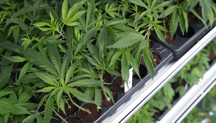 Is Cannabis Answer To Insomnia?