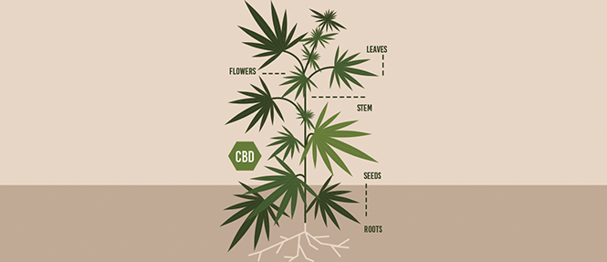 Both Delta-8 and delta-9 THC will get you high, but experts say it's smart to know the difference.