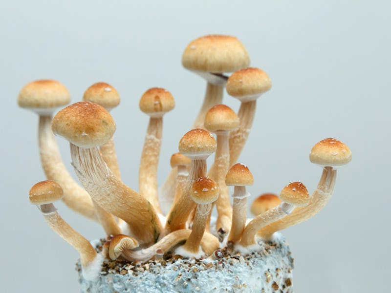 The Truth About Using Psilocybin For Depression