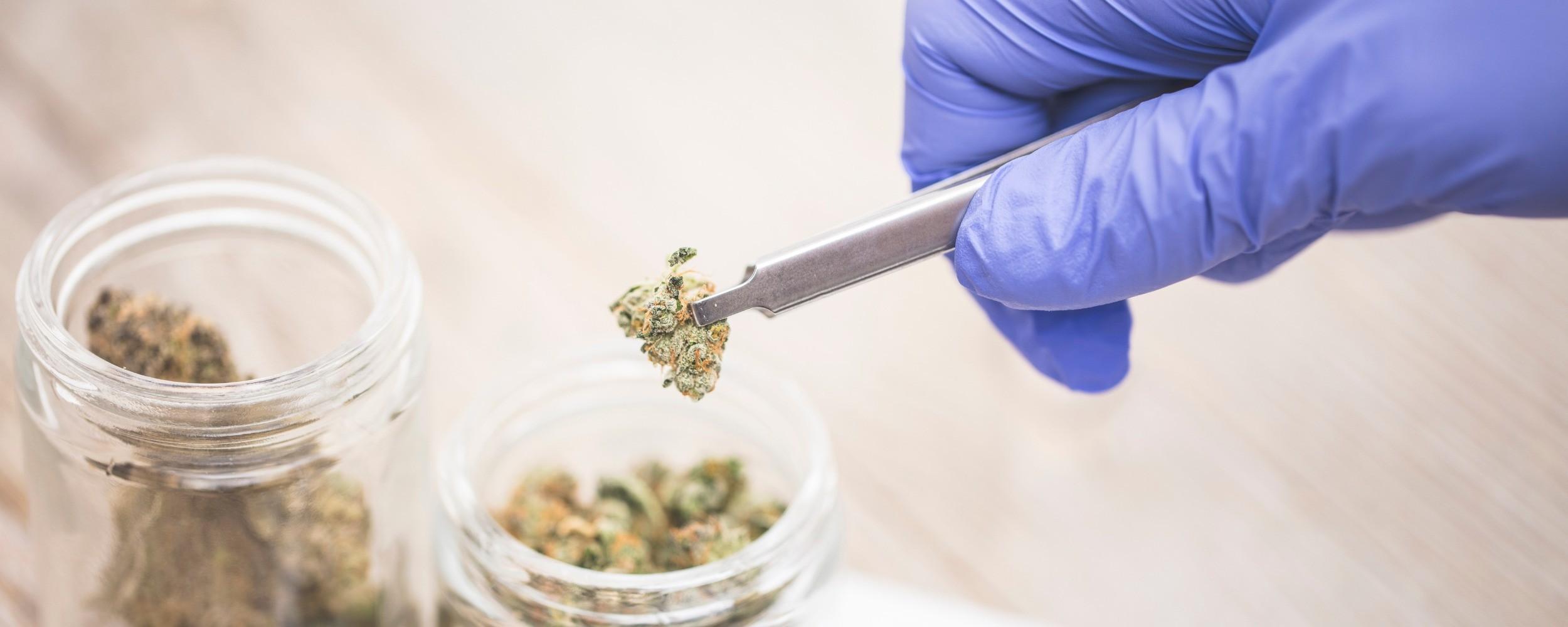 University of California Seeks Hundreds of Participants for Five Marijuana Clinical Trials