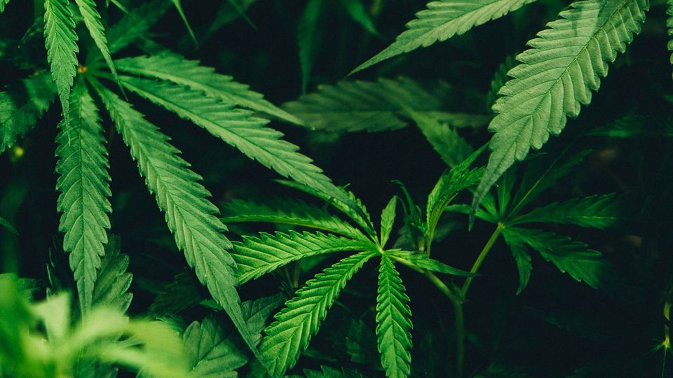 Synthetic Cannabis Reduces Agitation in Alzheimer’s by 30%