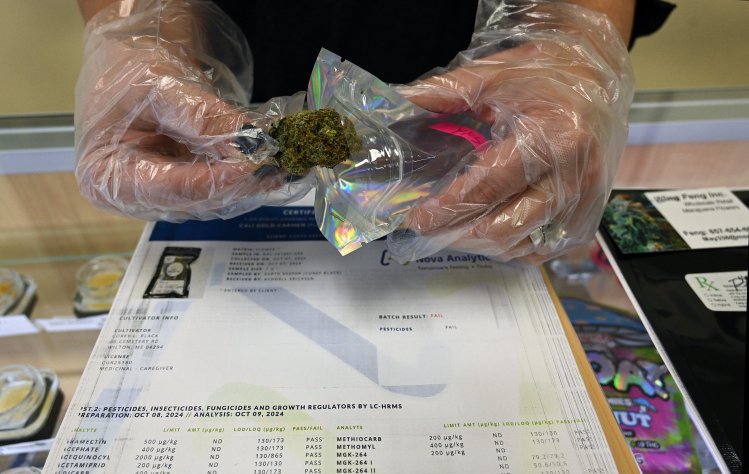 Toxic cannabis is being shopped to Maine dispensaries, with little to stop it from reaching consumers